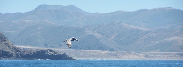 a california brown pelican as seen from the channel islands marine safari