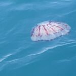 a jellyfish as seen from the channel islands marine safari