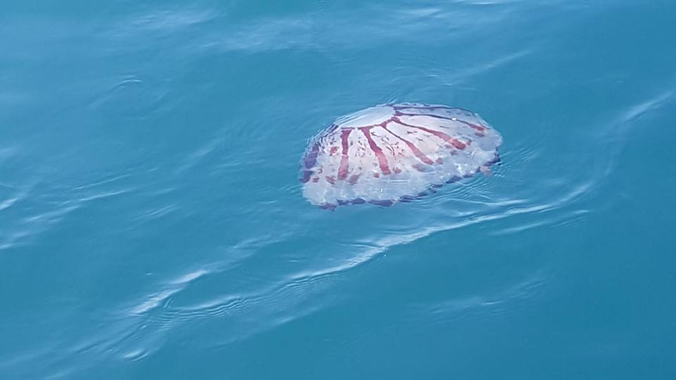 a jellyfish as seen from the channel islands marine safari